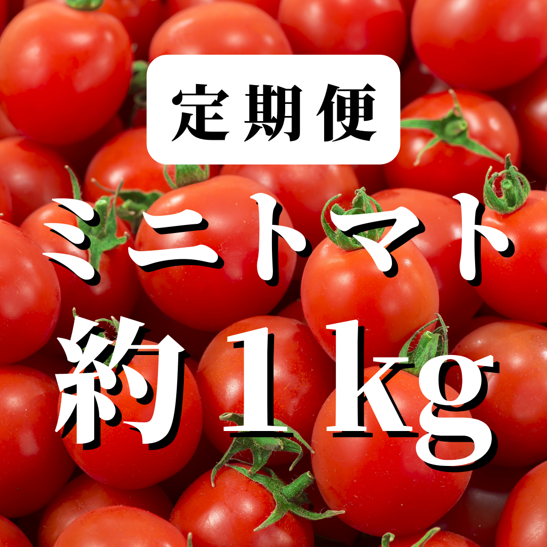 ミニトマト　定期便】八ヶ岳産　約１kg　（味濃いめ！農薬は薄め！おやつやお弁当の定番！）　|...