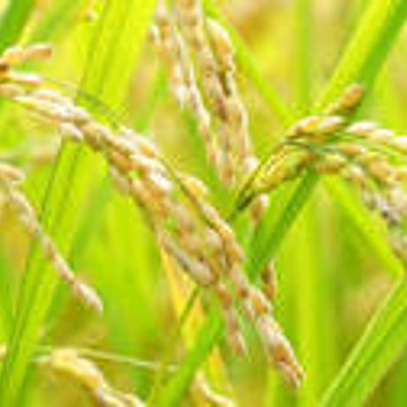 お米🌾 奇跡の完全無農薬「ありがとまい」おいしさも特A  一生に一度は食べてみたい！ 除草剤、殺虫剤、化学肥料も不使用（2025年11月発送）