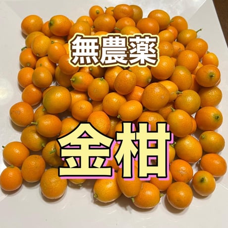 無農薬　金柑　ありがきんかん！　甘味が多く、皮ごとまるかじりOK！お弁当にも！最短当日発送