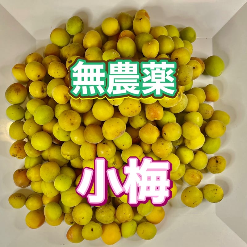 梅 10キロ 自然栽培 完熟梅 農薬不使用 香しい