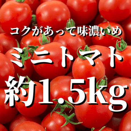 八ヶ岳産　ミニトマト約1.5kg（味濃いめ！農薬は薄め！ お子様も大好き！）
