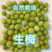 自然栽培　生梅　農薬不使用　2025年5月より発送
