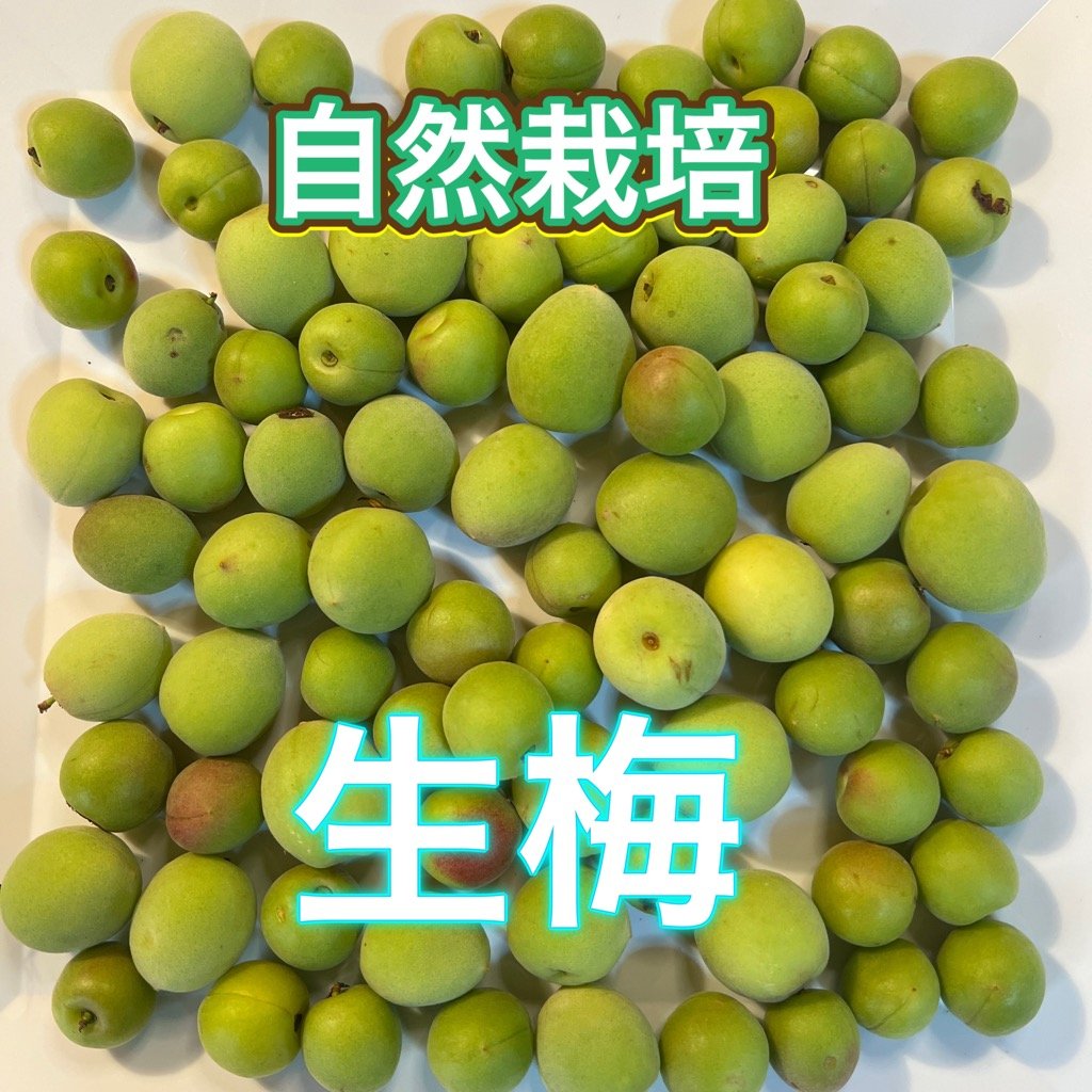 完熟ありが梅 早っ！梅干が最短3日で完成！ しかも下処理不要！ 殺菌