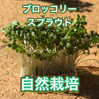 （モニター特価）ブロッコリースプラウト 失敗しない栽培キット　自動給水機付　農薬及び肥料不要　ブロッコリー農家の僕が開発　食べるインテリア！特許申請準備中！ありがブロッコリー！