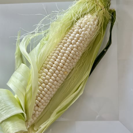 無農薬　とうもろこし　生でそのままガブリもでも美味しい！　2025年5月頃発送