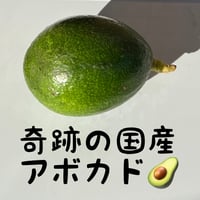 奇跡の国産アボカド、ワックス除去済みアボカド等