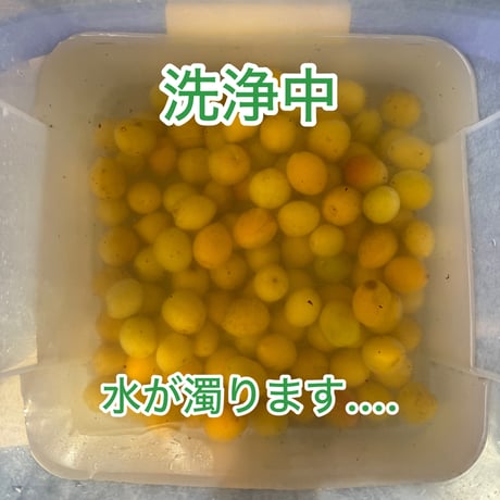 完熟ありが梅　早っ！梅干が最短3日で完成！　しかも下処理不要！　殺菌洗浄済でカビにくい　自然栽培