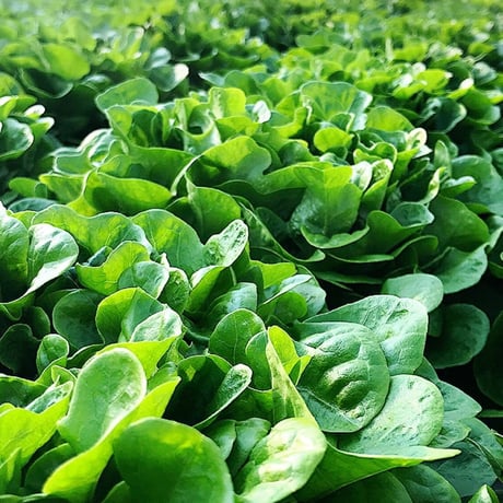 【定期便】トマホセット　八ヶ岳産　ミニトマト 約１kg  無農薬サラダほうれん草（70g）x２袋のセット