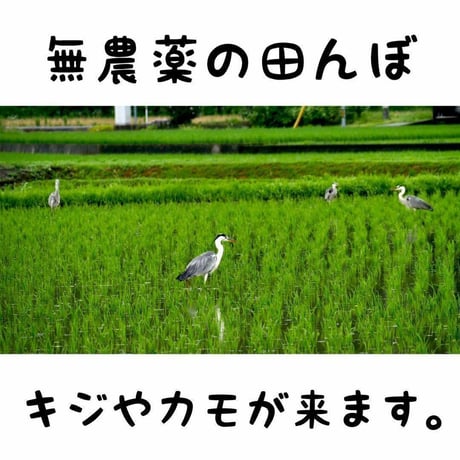 （お得）奇跡の米ヌカ 1.2kg 超自然栽培「ありがとまい」の精米工程　数量限定
