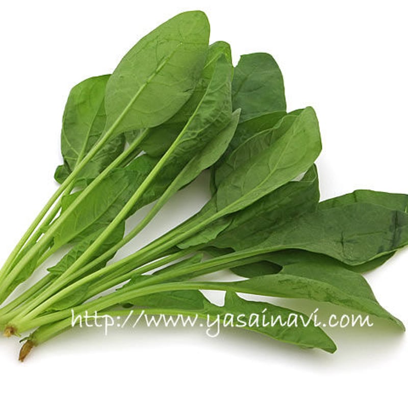 ほうれん草 ほうれん草3cmカット IQF 1kg｜イワタニフーズ株式会社