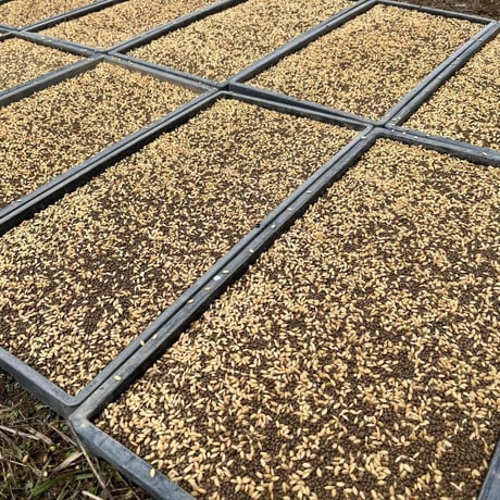 （定期便10kg）お米🌾 （無洗米）奇跡の完全無農薬「ありがとまい」おいしさも特A  一生に一度は食べてみたい！ 除草剤、殺虫剤、化学肥料も不使用