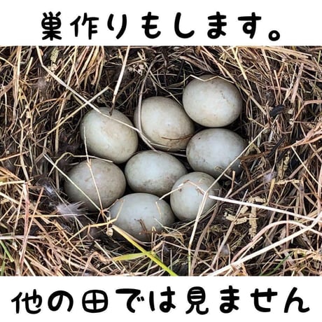 （定期便10kg）お米🌾 （無洗米）奇跡の完全無農薬「ありがとまい」おいしさも特A  一生に一度は食べてみたい！ 除草剤、殺虫剤、化学肥料も不使用