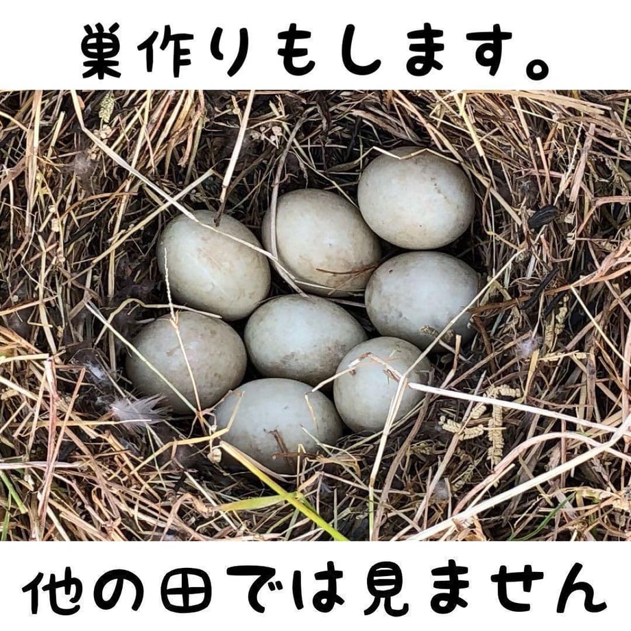 6771f658fc29e81a249c6ca9