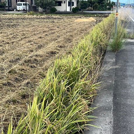 （定期便10kg）お米🌾 （無洗米）奇跡の完全無農薬「ありがとまい」おいしさも特A  一生に一度は食べてみたい！ 除草剤、殺虫剤、化学肥料も不使用