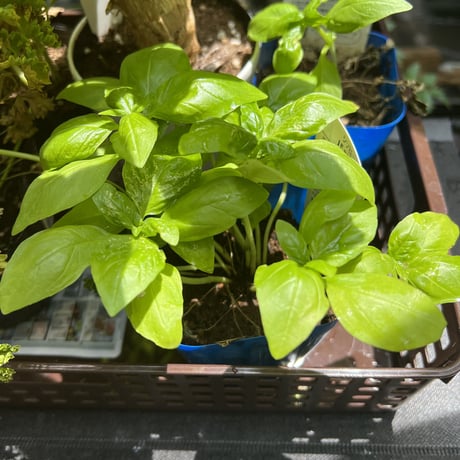無農薬　バジルの苗　お料理にはトマトと最高の組み合わせですよね！家庭菜園初心者にオススメ！お子様の自由研究に