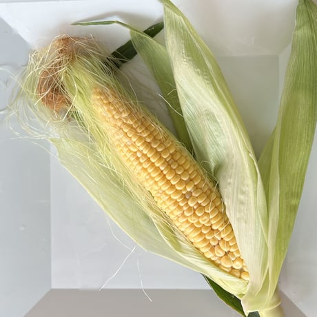無農薬　とうもろこし　生でそのままガブリもでも美味しい！　2025年5月頃発送
