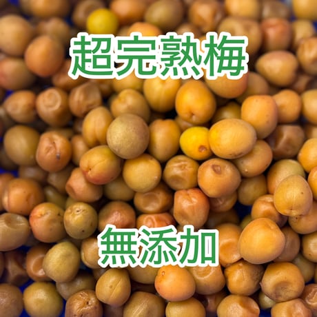 完熟ありが梅　早っ！梅干が最短3日で完成！　しかも下処理不要！　殺菌洗浄済でカビにくい　自然栽培