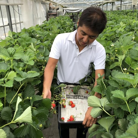 🍓５つ星級⭐️⭐️⭐️⭐️⭐️ 一生に一度は、食べてほしい八ヶ岳産の減農薬の高級イチゴです。約240g   x 4パック/箱　発送は2024年12月以降