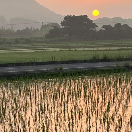 お米🌾 奇跡の完全無農薬「ありがとまい」おいしさも特A  一生に一度は食べてみたい！ 除草剤、殺虫剤、化学肥料も不使用（2025年11月発送）