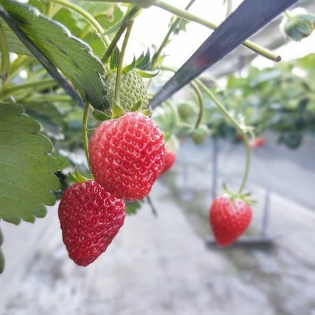 🍓4つ星級⭐️⭐️⭐️⭐️ 一生に一度は、食べてほしい八ヶ岳産の減農薬の高級イチゴです。