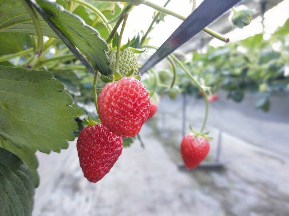 🍓4つ星級 一生に一度は、食べてほしい八ヶ岳産の減農薬の高級イチゴ