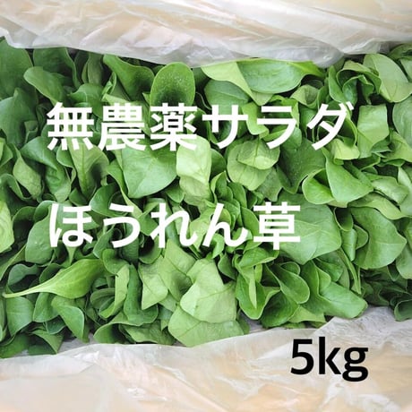 長野県産　無農薬サラダほうれん草　5kg1袋　クール便
