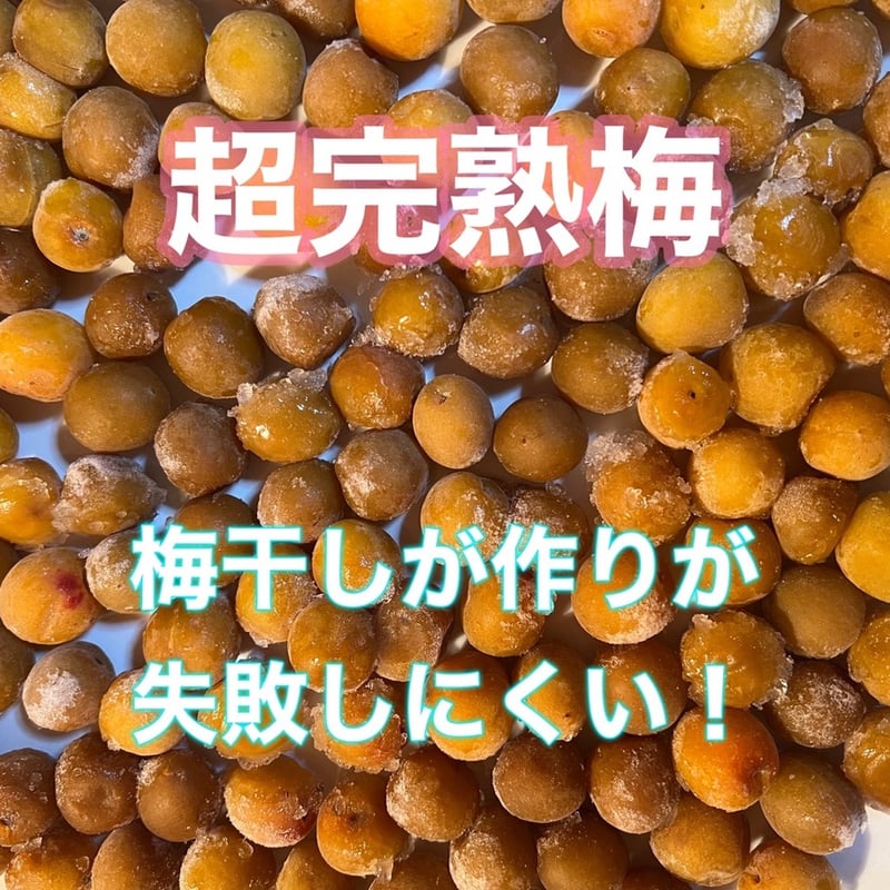 農薬不使用　完熟小梅 農薬不使用完熟小梅