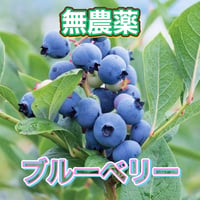 無農薬ブルーベリー ピューレ　おいしいよ！　僕は1粒食べると止まらなくなりマス^^;