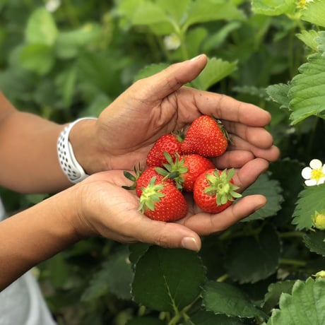 🍓4つ星級⭐️⭐️⭐️⭐️ 一生に一度は、食べてほしい八ヶ岳産の減農薬の高級イチゴです。