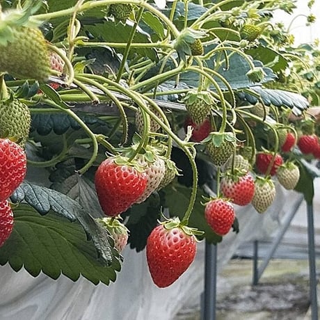 🍓4つ星級⭐️⭐️⭐️⭐️ 一生に一度は、食べてほしい八ヶ岳産の減農薬の高級イチゴです。