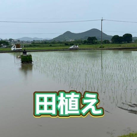 （お得）奇跡の米ヌカ 1.2kg 超自然栽培「ありがとまい」の精米工程　数量限定