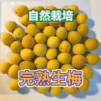 （26年5月より発送）完熟ありが梅　下処理不要で簡単（作業３分）　殺菌洗浄済でカビにくい 自然栽培