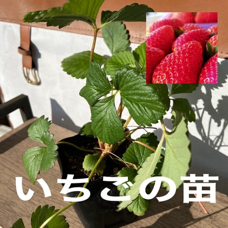 🍓4つ星級⭐️⭐️⭐️⭐️ 一生に一度は、食べてほしい八ヶ岳産の減農薬の高級イチゴです。