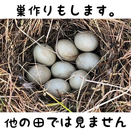 お米🌾 奇跡の完全無農薬「ありがとまい」おいしさも特A  一生に一度は食べてみたい！ 除草剤、殺虫剤、化学肥料も不使用（2025年11月発送）
