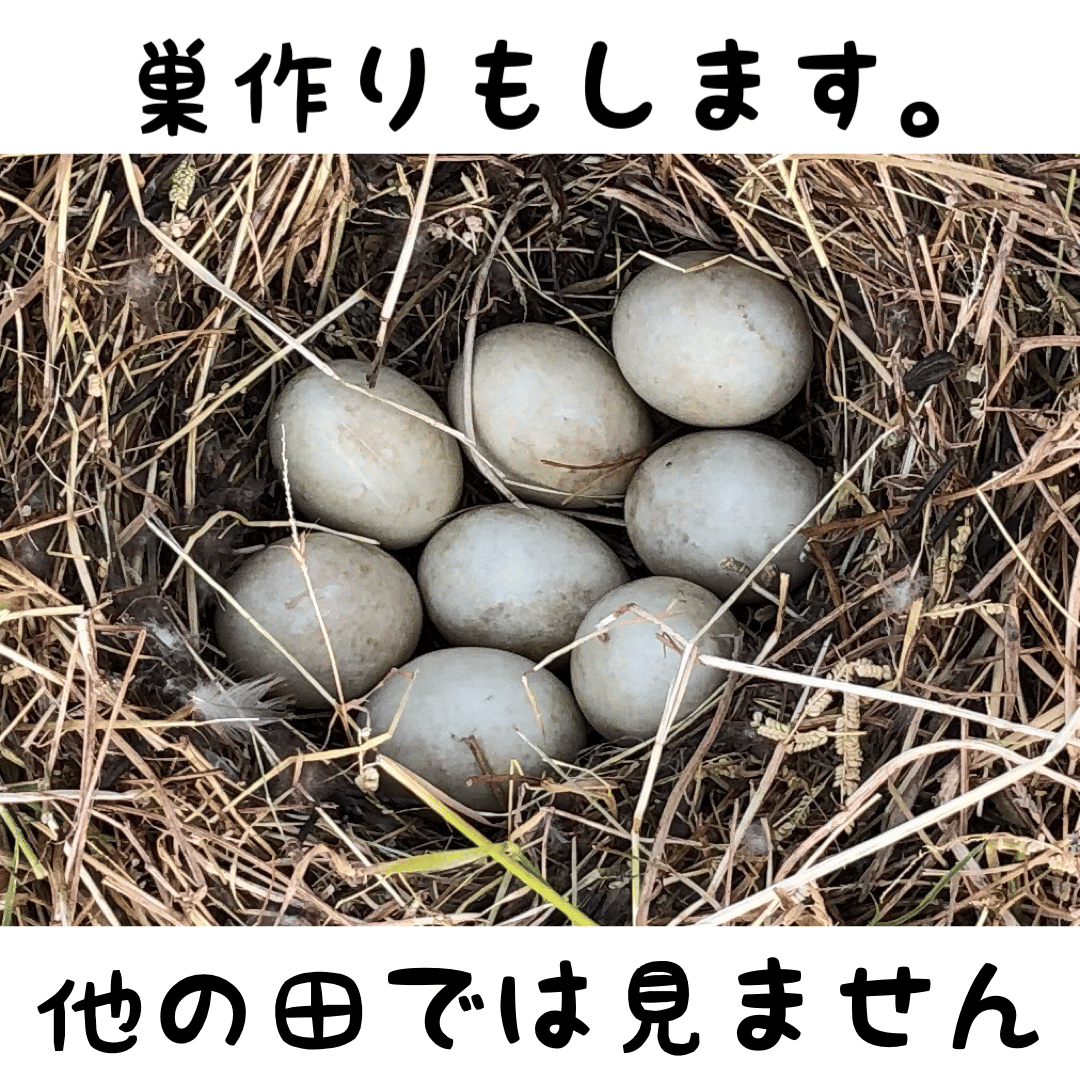 お米? 奇跡の完全無農薬「ありがとまい」おいしさも特A 一生に一度は 