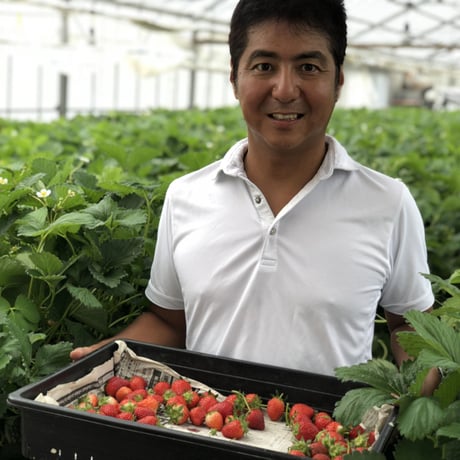 🍓4つ星級⭐️⭐️⭐️⭐️ 一生に一度は、食べてほしい八ヶ岳産の減農薬の高級イチゴです。