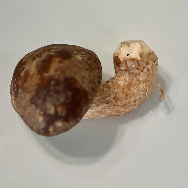 無農薬 極上！松たけ椎茸ジャーキー 旨味と栄養が超リッチ