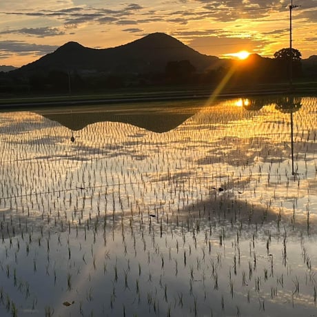 お米🌾 （少量）奇跡の完全無農薬「ありがとまい」おいしさも特A  一生に一度は食べてみたい！ 除草剤、殺虫剤、化学肥料も不使用（残りわずか）