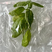 無農薬　バジル　サラダ、離乳食、スムージーにも　長野県産 　クール便