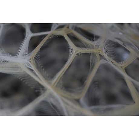 有永 浩太　　netz 黄白