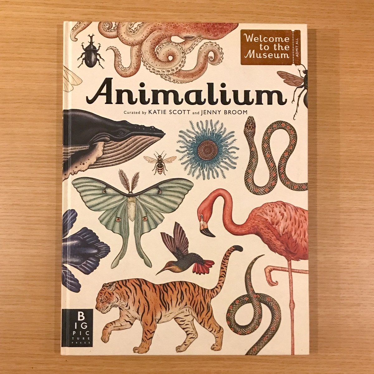 Animalium | タバネルブックス