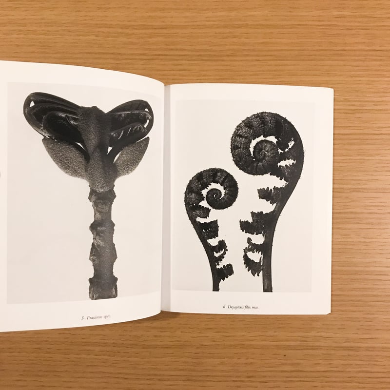 Karl Blossfeldt: The Alphabet of Plants | タバネルブックス