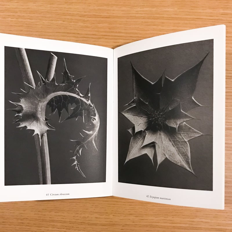 専門ショップ Leopold Rabus 本 洋書 画集 作品集 ラブス