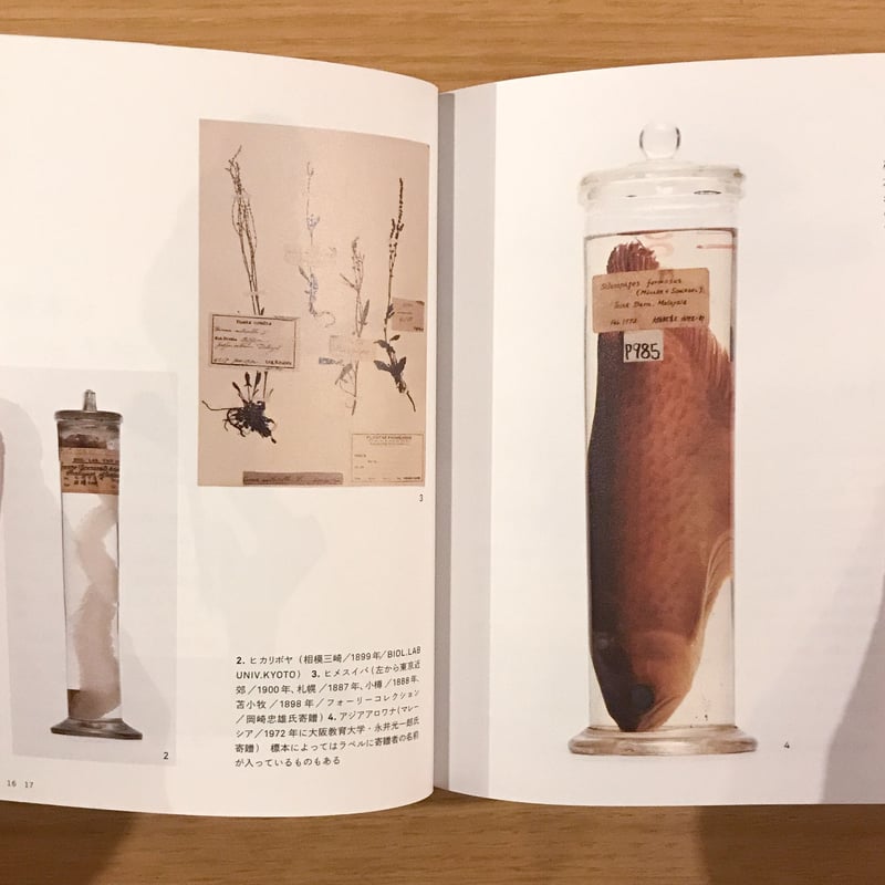 標本の本 | タバネルブックス