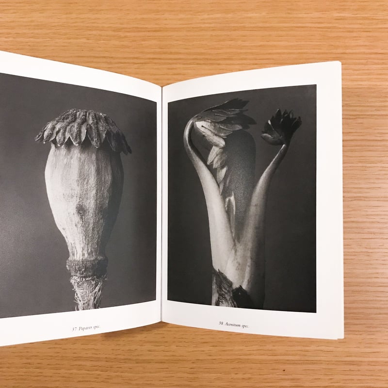 Karl Blossfeldt: The Alphabet of Plants | タバネルブックス