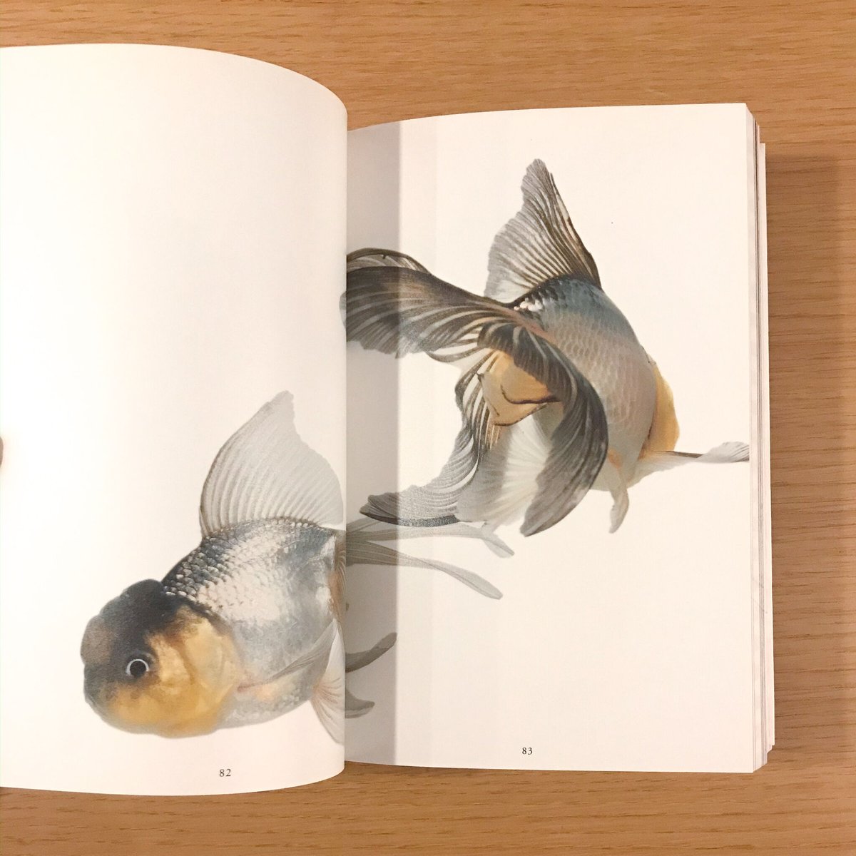 きんぎょ | タバネルブックス