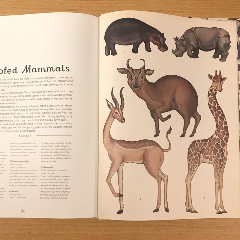 Animalium | タバネルブックス