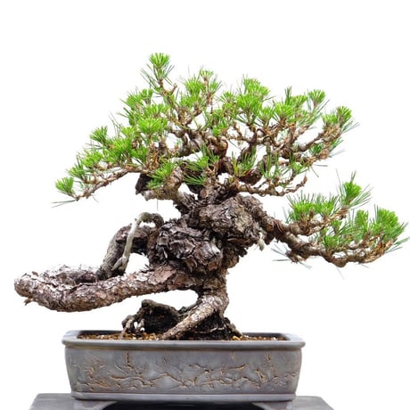 黒松盆栽♧☆ 黒松盆栽（くらま鉢）くろまつ クロマツ kuromatu ミニ盆栽 小品