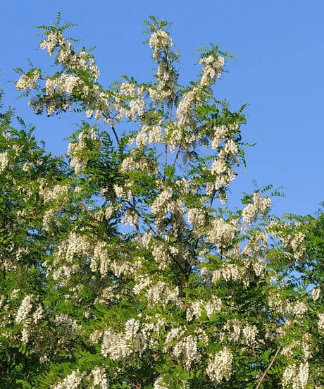 アカシア蜂蜜