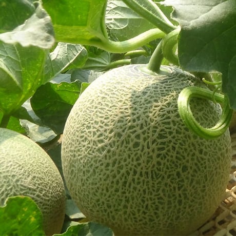 【５、６、７月発送】メロン２玉